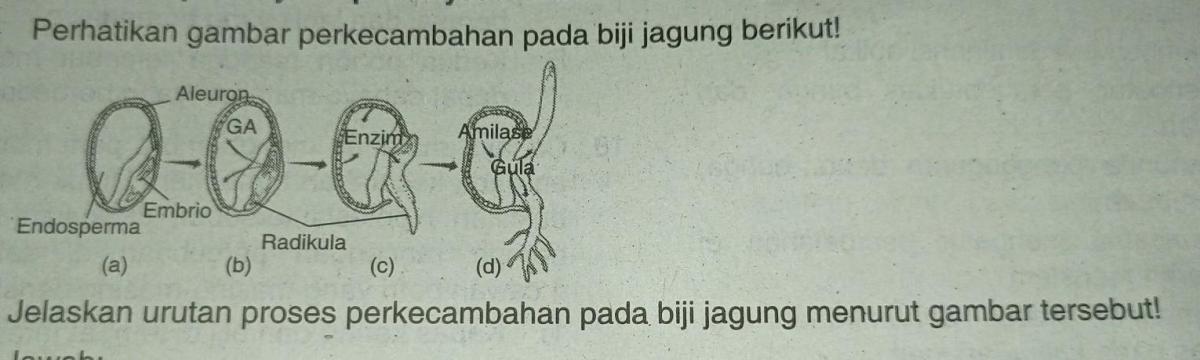 Mohon Bantuannya Kaka Maniez