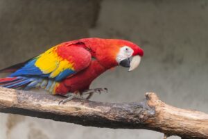 Fungsi Paruh Burung Betet Macaw: Merobek, Menghisap, Mengorek, atau Mencengkeram?