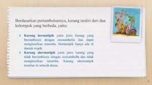 Daerah yang Menghasilkan Terumbu Karang di Indonesia