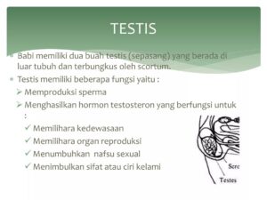 Akibat Perkawinan Sapi Betina dan Banteng Jantan pada Anak