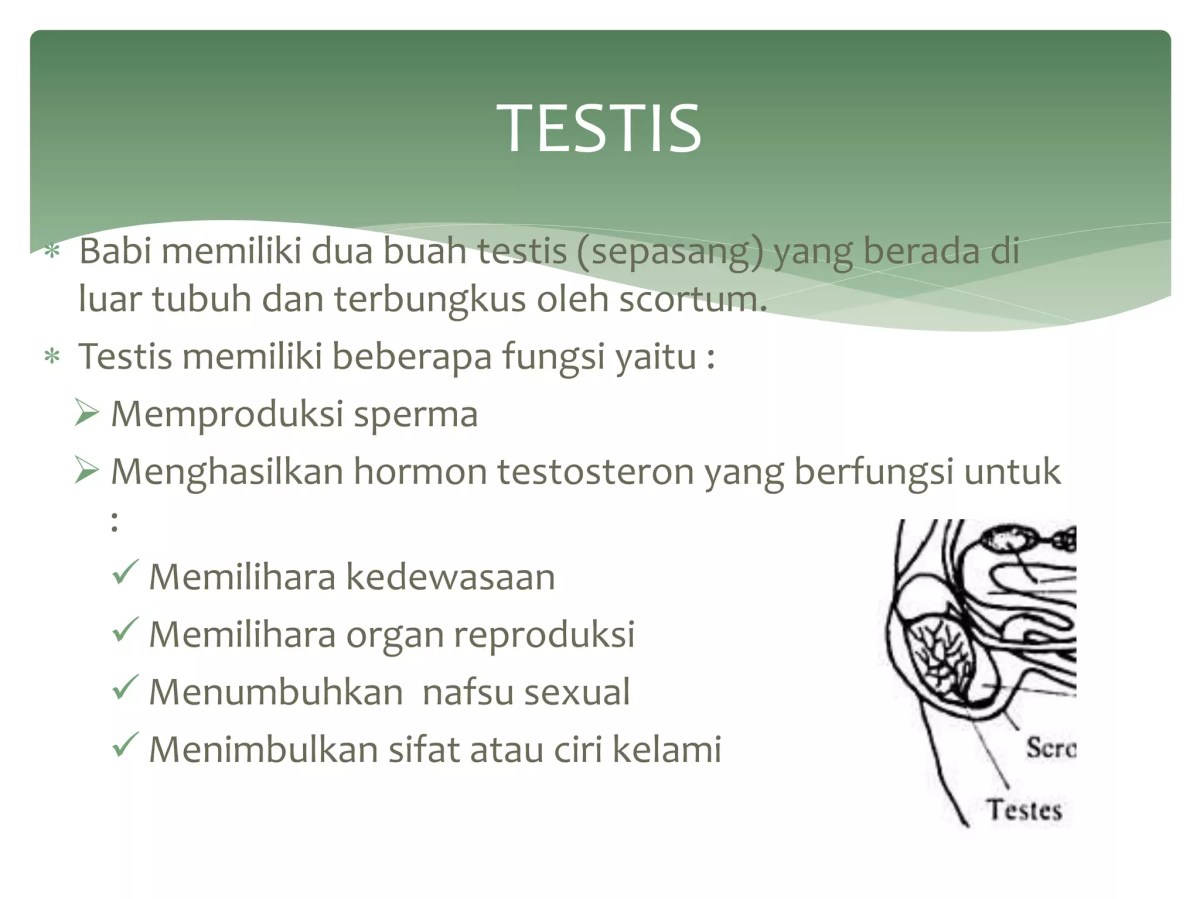 Akibat Perkawinan Sapi Betina dan Banteng Jantan pada Anak