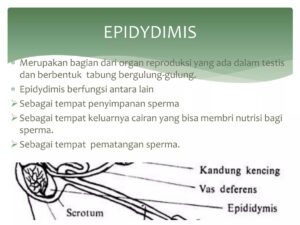 Kondisi Anak Sapi Betina dan Banteng Jantan Setelah Pernikahan