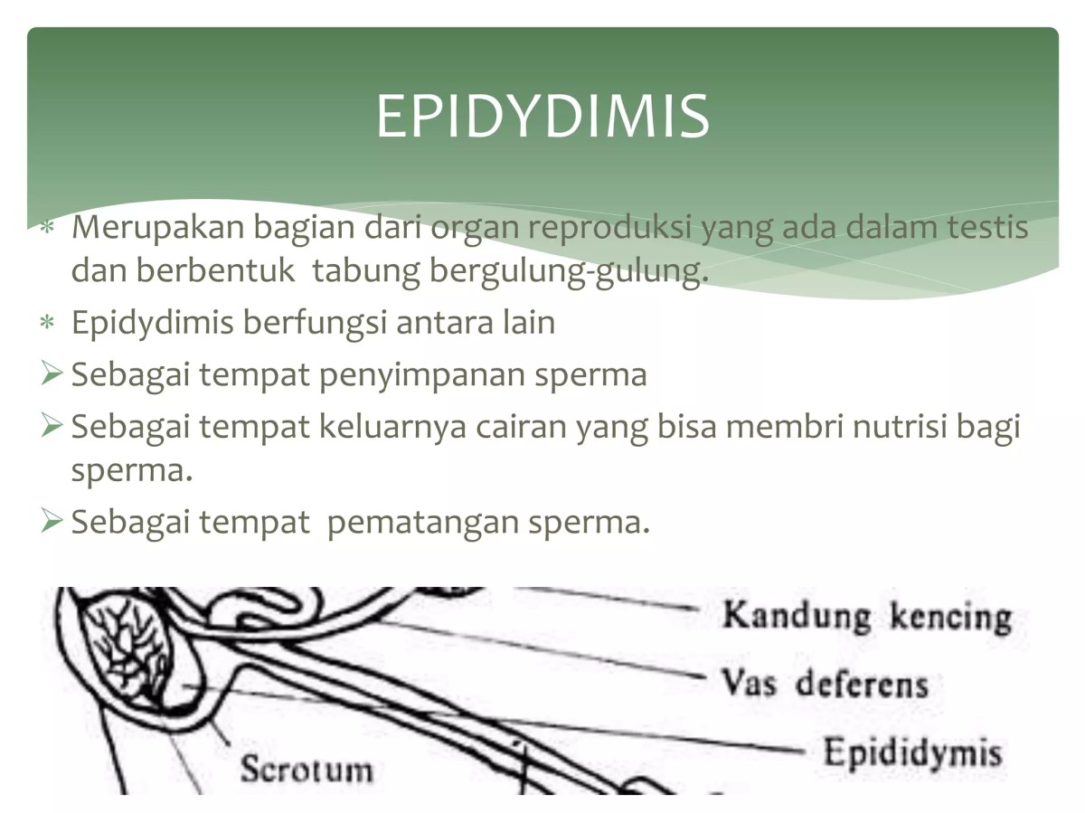 Kondisi Anak Sapi Betina dan Banteng Jantan Setelah Pernikahan