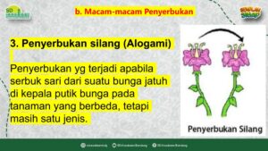 Apa itu Perkembangbiakan
