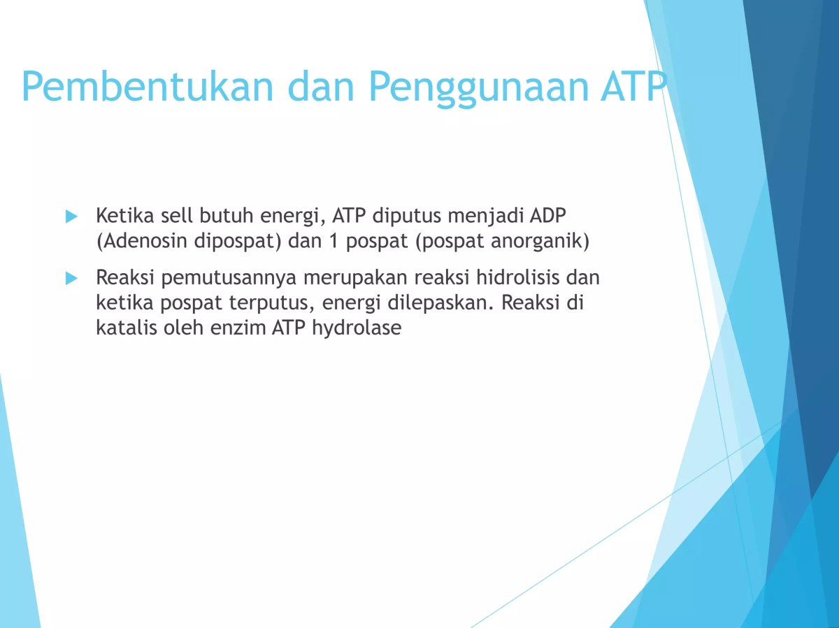Proses Pembentukan ATP pada Latsol
