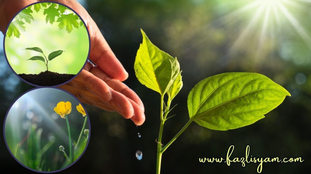 Cahaya Penting Fotosintesis Justru Menghambat Pertumbuhan