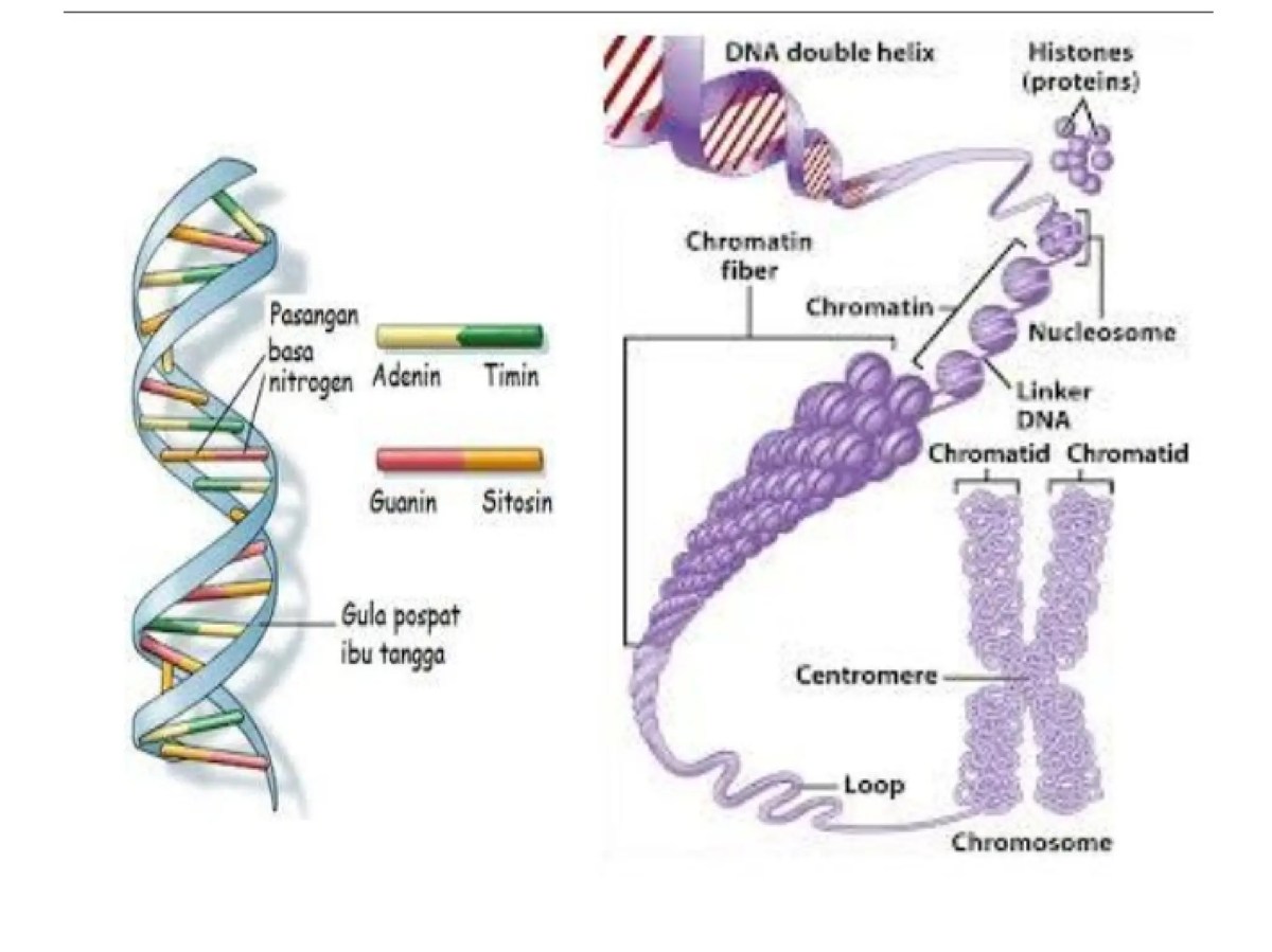Komposisi DNA pada Setiap Organisme