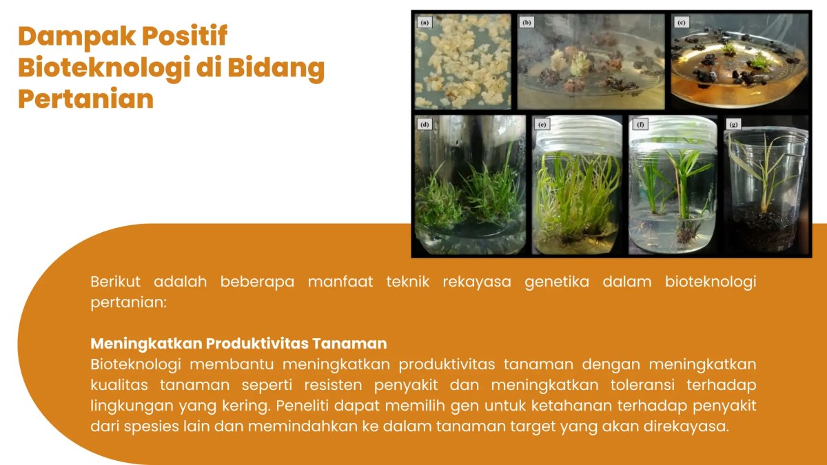 Dampak Negatif Bioteknologi di Bidang Pangan