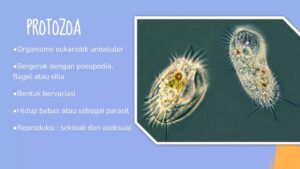 Pengertian Metaserkaria, Serkaria, Imago, Mirasidium, Redia, Sporosista