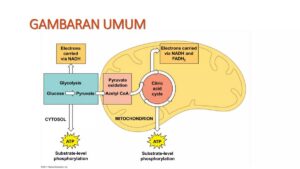 Persamaan Reaksi Dekarboksilasi Oksidatif Sederhana