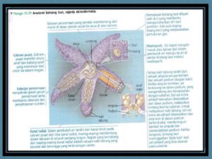 Peranan Echinodermata dalam Ekosistem Pantai