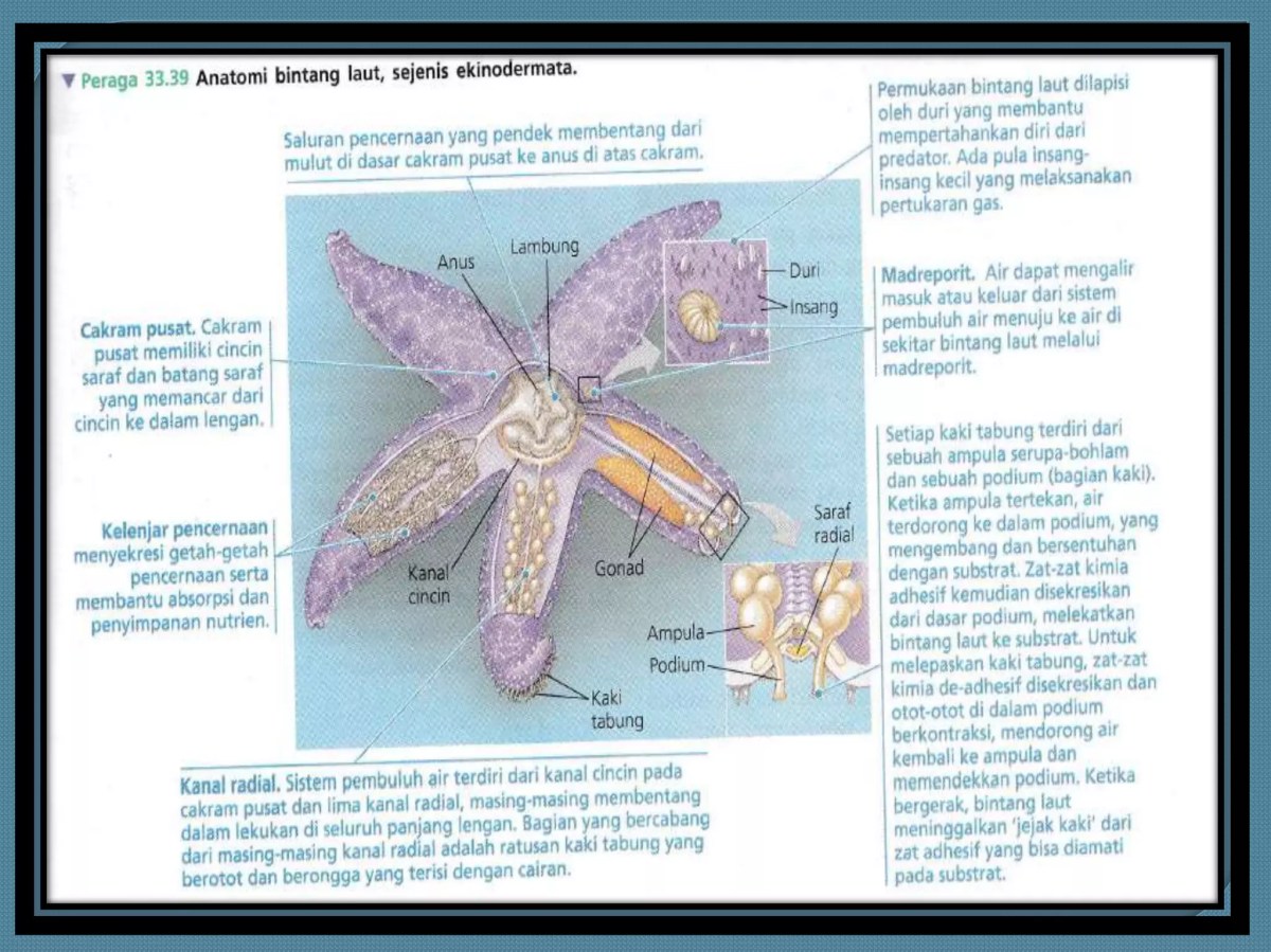 Peranan Echinodermata dalam Ekosistem Pantai
