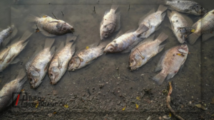 Jenis Polusi dan Cara Penanggulangannya