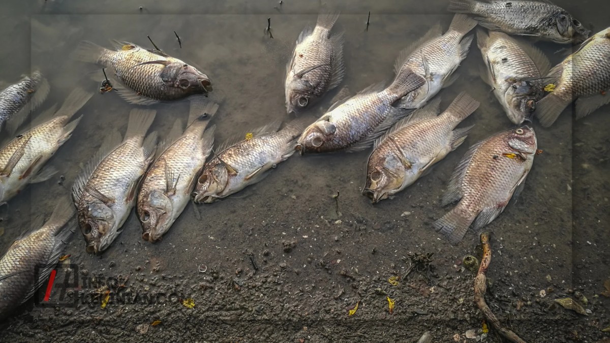 Jenis Polusi dan Cara Penanggulangannya