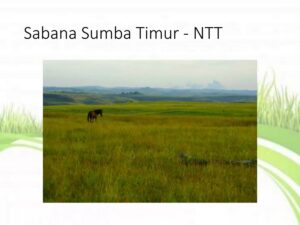 Analisis Diferensiasi Area: Sabana NTT vs Hutan Hujan Kalimantan