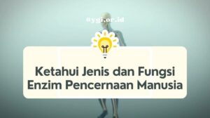 Protein harus dicerna enzim agar dapat diserap dinding usus