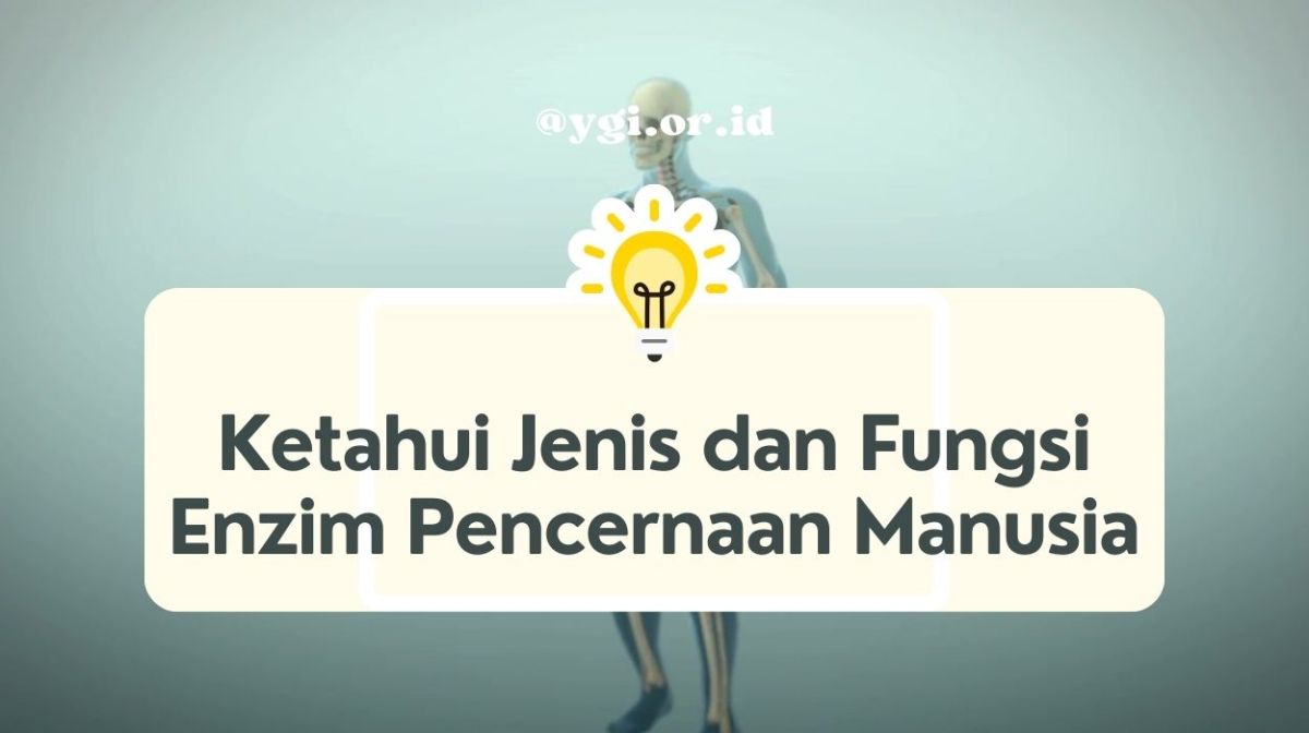 Protein harus dicerna enzim agar dapat diserap dinding usus