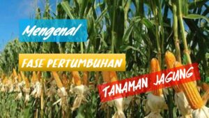 Cara Jagung Berkembang Biak