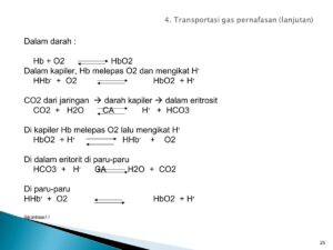 Perubahan Fisiologis Darah Saat Laju Pernapasan Meningkat (30→60/min)