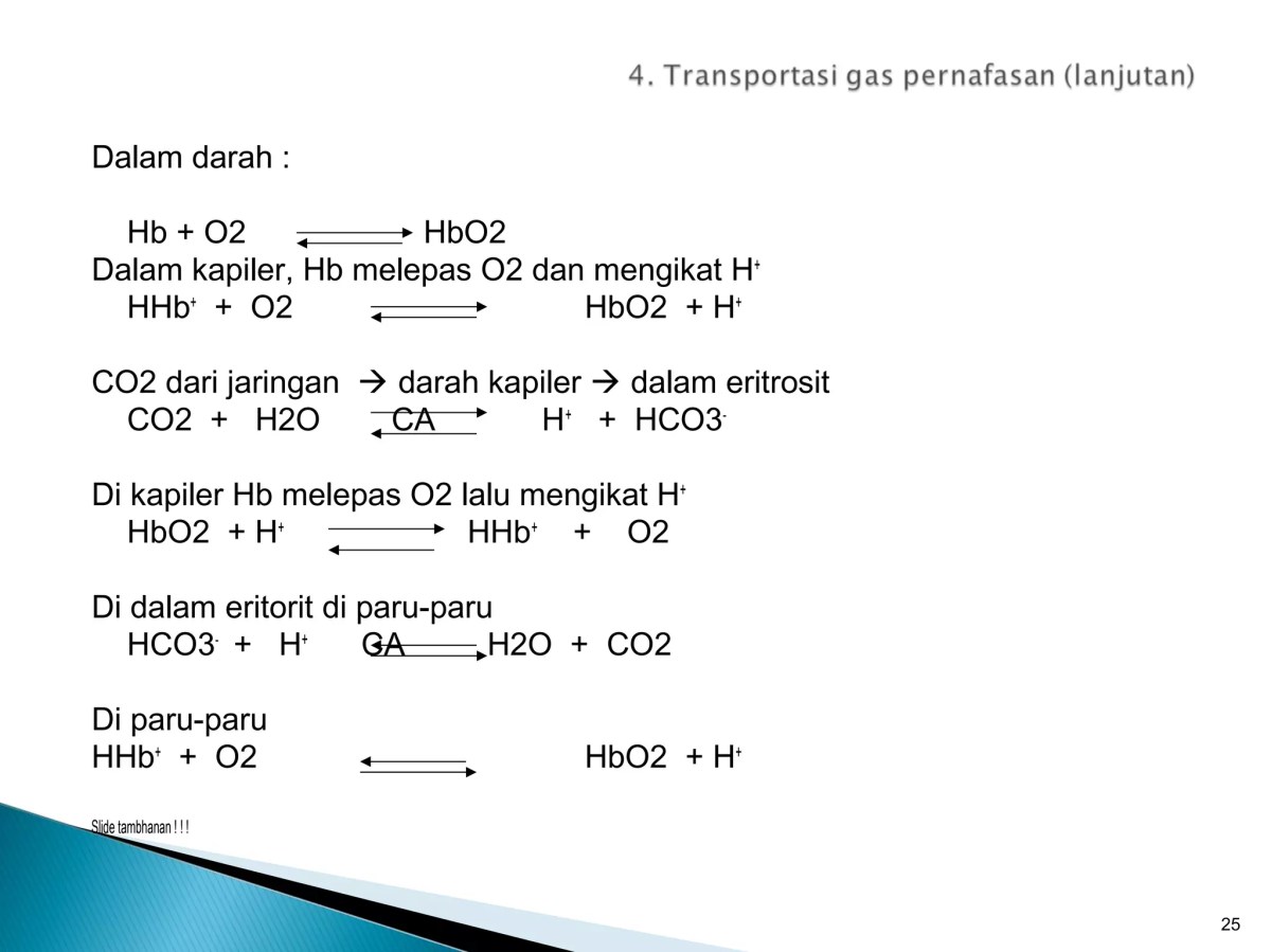 Perubahan Fisiologis Darah Saat Laju Pernapasan Meningkat (30→60/min)