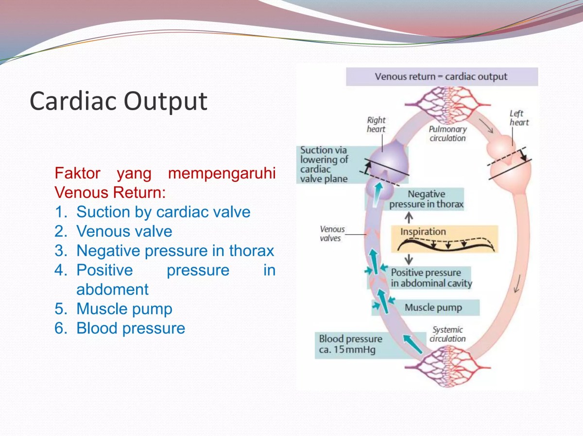 Tahap, Proses, dan Faktor Sistem Kardiovaskular serta Aplikasinya di Kesehatan