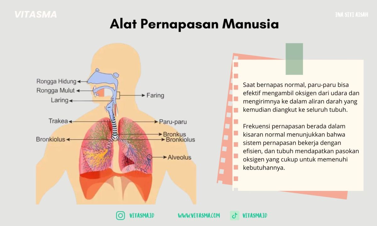 Perbedaan Jumlah Hirupan Udara Saat Diam, Berjalan, dan Setelah Berlari