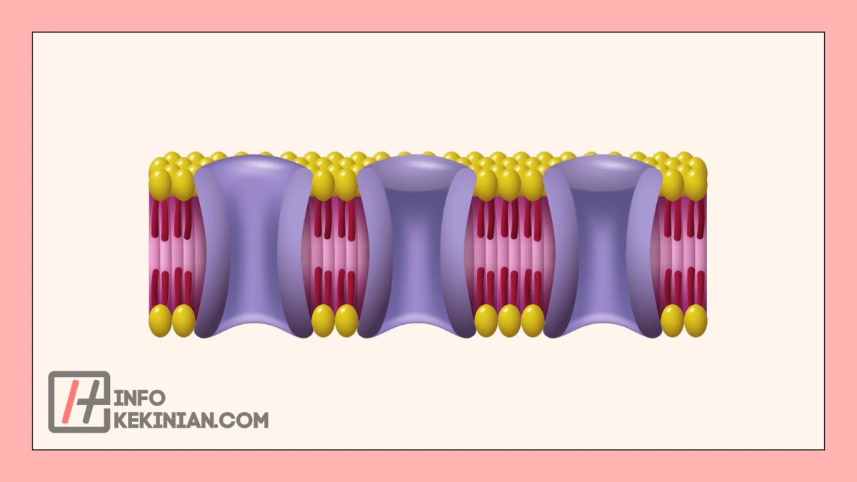 Fungsi Membran Sel dan Komponen Penyusunnya