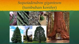 Karakteristik Tumbuhan Gymnospermae