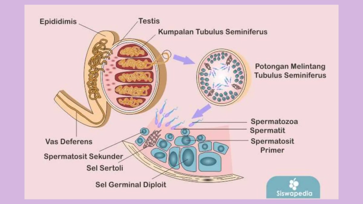Hormon yang Mematangkan Organ Reproduksi Pria