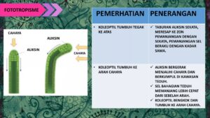 Hormon yang Mengatur Regenerasi Batang Pohon Setelah Pengambilan Kulit