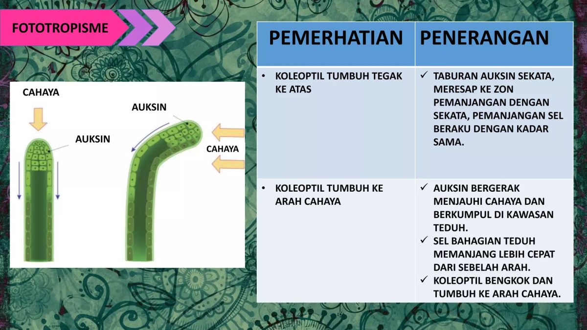 Hormon yang Mengatur Regenerasi Batang Pohon Setelah Pengambilan Kulit