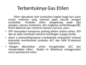 Hormon Pengatur Penyembuhan Batang pada Tanaman
