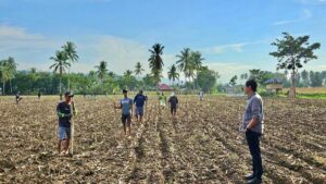 Interaksi Komoditas Jagung dan Peternakan Unggas antara Gorontalo dan Bojonegara