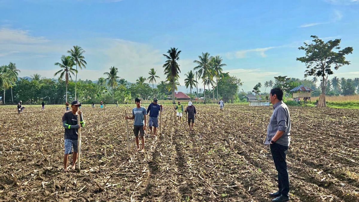Interaksi Komoditas Jagung dan Peternakan Unggas antara Gorontalo dan Bojonegara