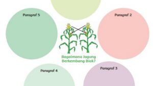 Bagaimana jagung berkembang biak
