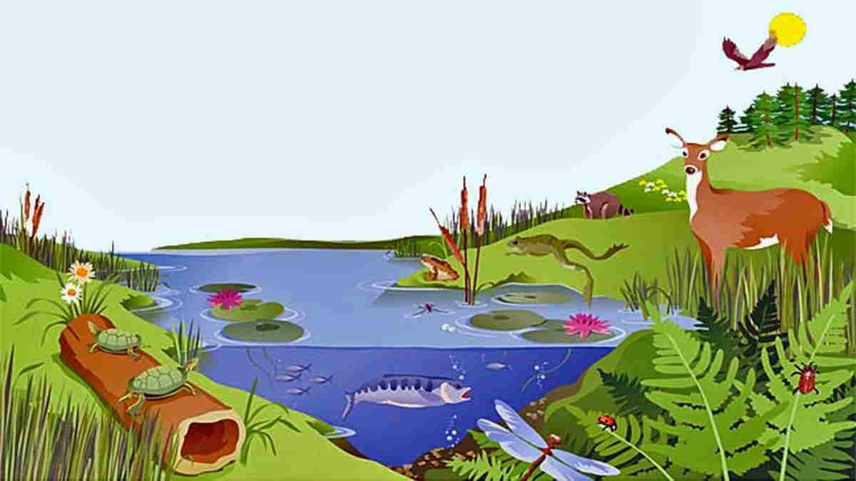 Hubungan Makhluk Hidup dengan Ekosistem serta Variasi Habitat