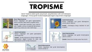 Pengaruh Auksin pada Fototropisme, Geotropisme, dan Pertumbuhan Akar