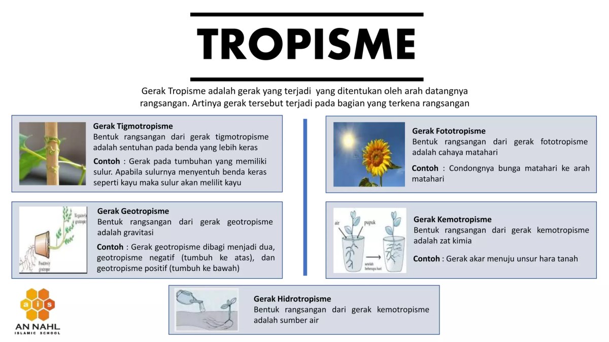 Pengaruh Auksin pada Fototropisme, Geotropisme, dan Pertumbuhan Akar