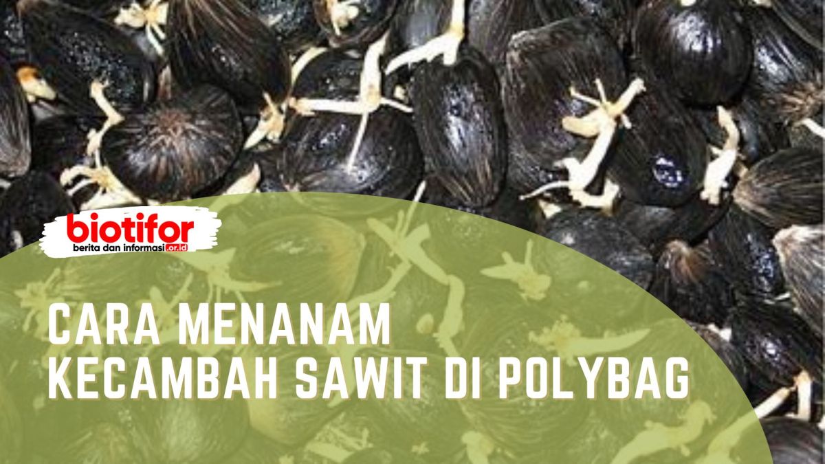 Standar Polybag Bagus untuk Bibit Sawit