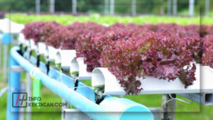 Manfaat Teknik Penanaman Hidroponik