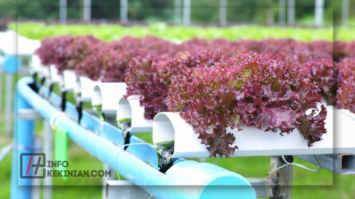 Manfaat Teknik Penanaman Hidroponik