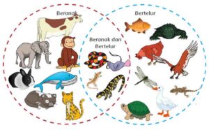 Pengertian Perkembangbiakan Generatif pada Hewan