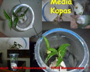 Desain Eksperimen Pengaruh Pupuk A, B, dan Tanpa pada Kacang Hijau