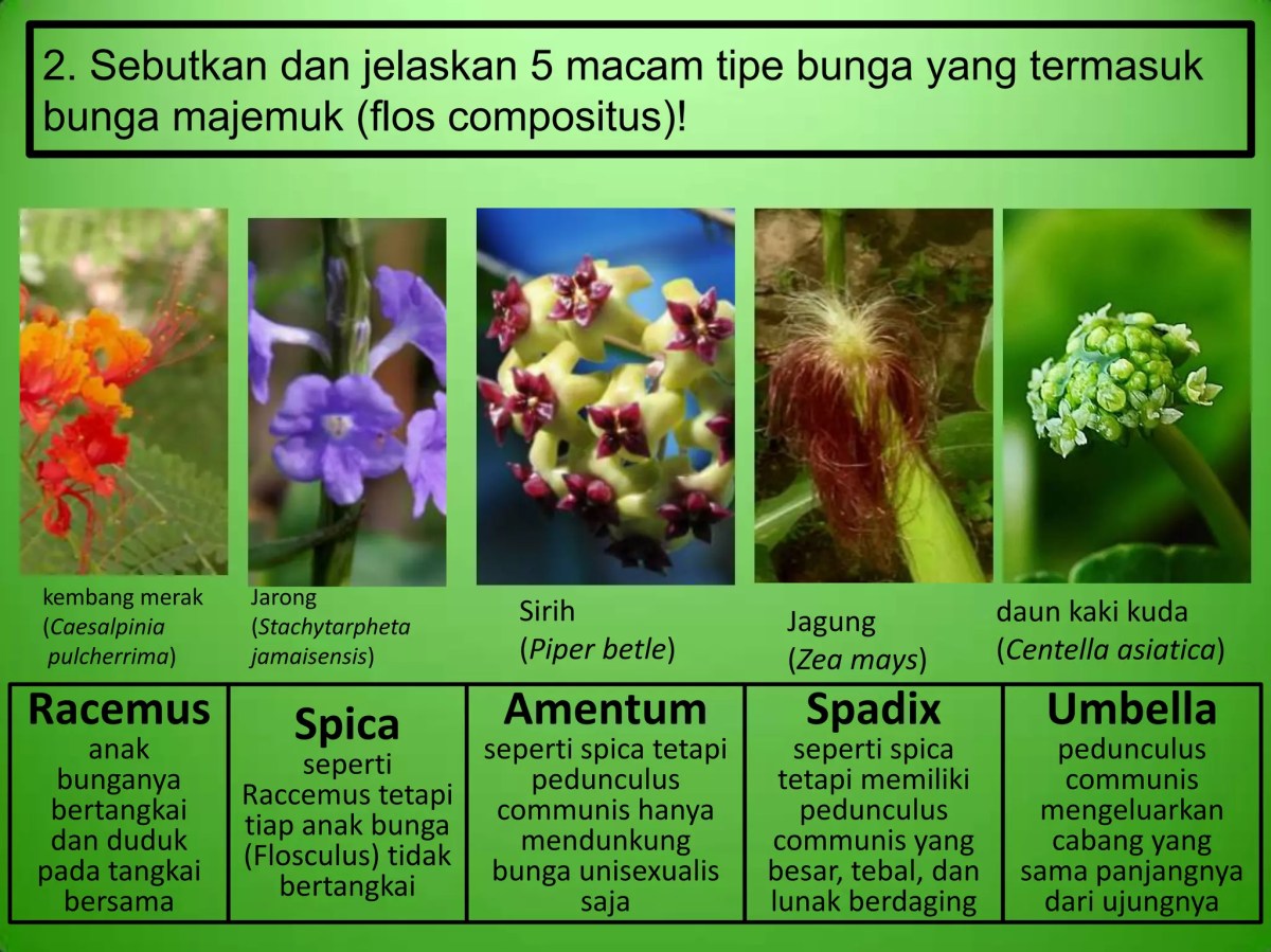Identifikasi golongan tumbuhan dari ciri bunga, buah, dan akar
