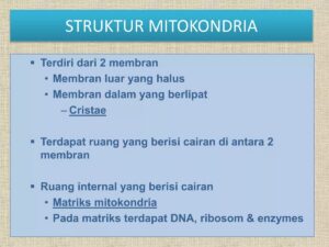 Fungsi Nukleus, Kloroplas, dan Mitokondria