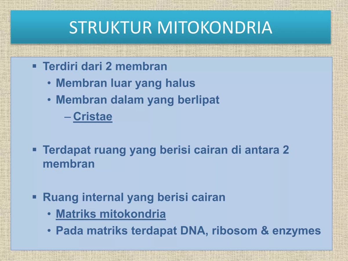 Fungsi Nukleus, Kloroplas, dan Mitokondria