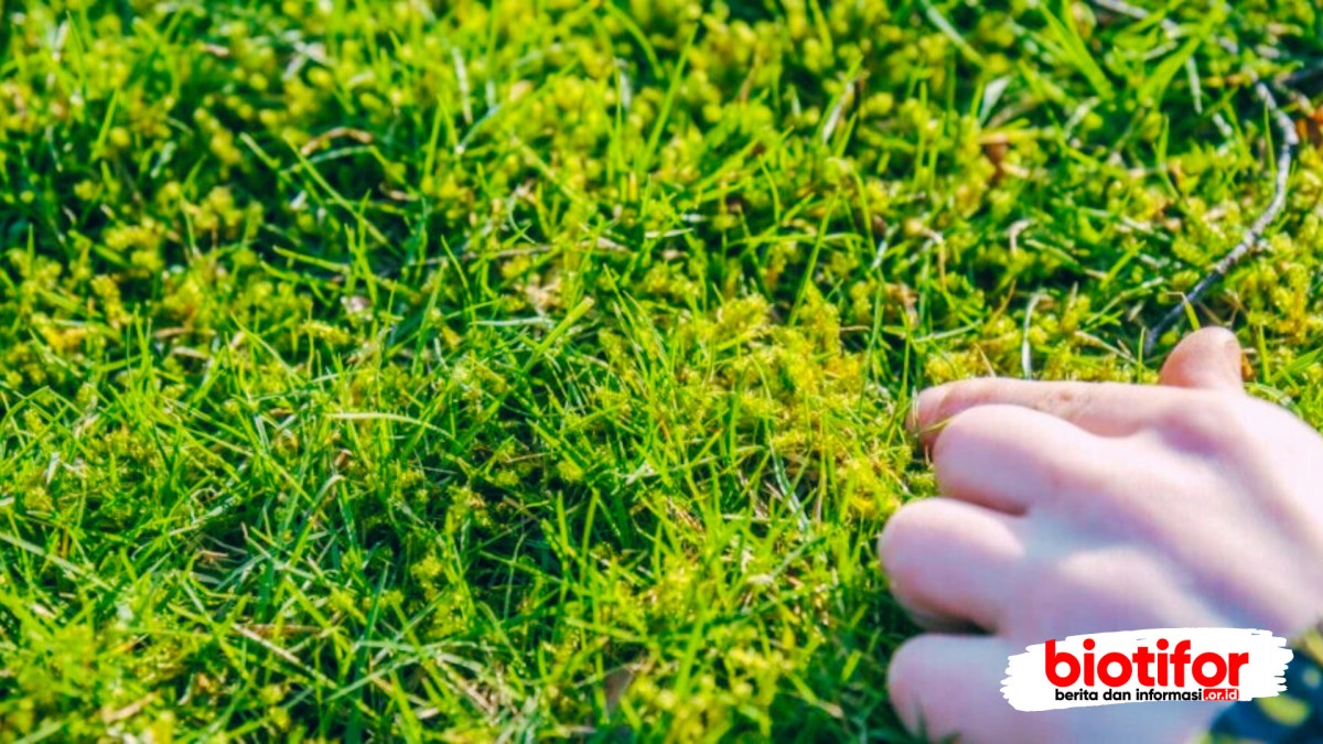 Lumut yang Bisa Dimakan dan Kandungan Gizinya