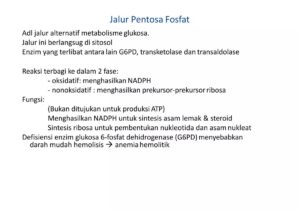 Berapa Molekul PGAL untuk Membentuk Ribulosa Bisfosfat