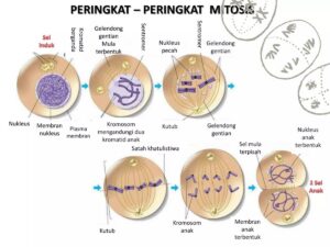 Peran Mitosis dalam Proses Kloning Sel Somatik
