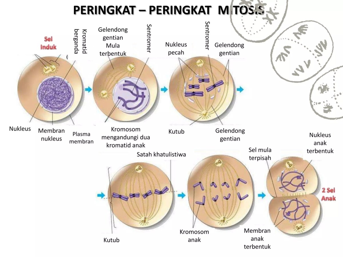 Peran Mitosis dalam Proses Kloning Sel Somatik